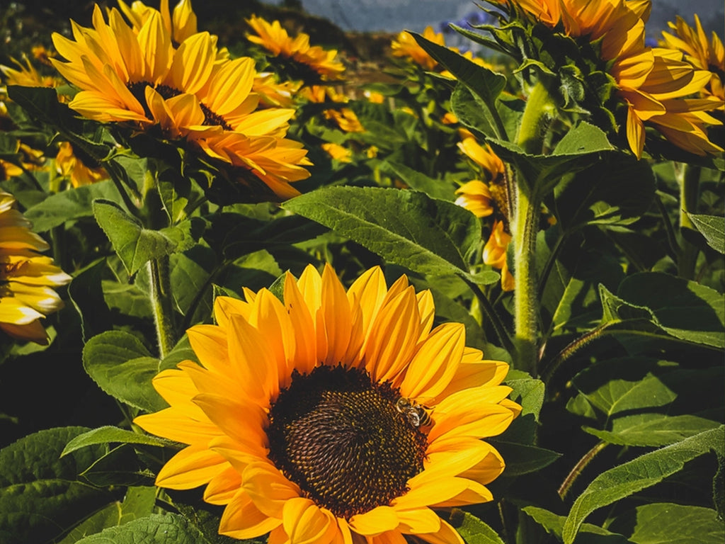 Giant Sunflower Grow Your Own Seed Kit