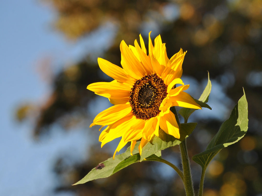 Giant Sunflower Grow Your Own Seed Kit